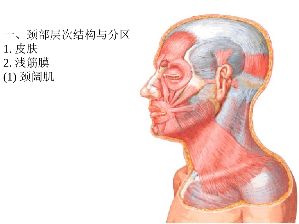 颈部【人体解剖】_第3页