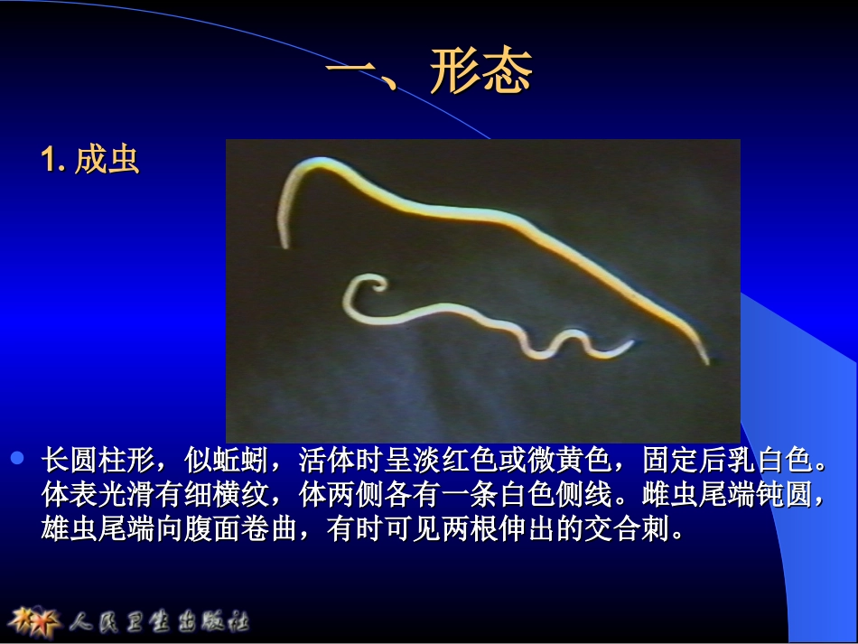 寄生虫——似蚓蛔线虫_第2页