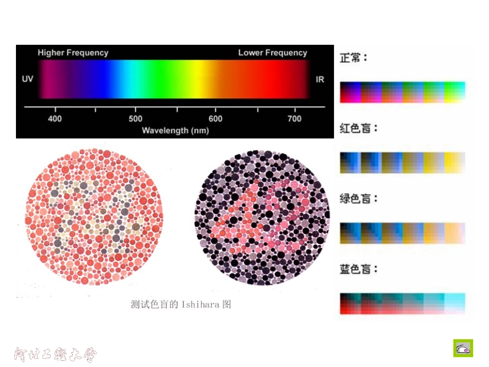 感觉器官的功能_第3页