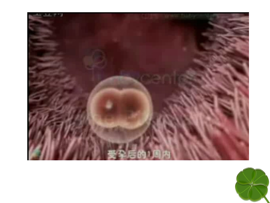 必修1：6.2细胞的分化_第3页