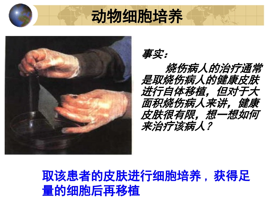 动物细胞工程上课ppt_第1页