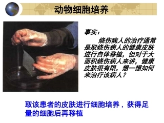 动物细胞工程上课ppt