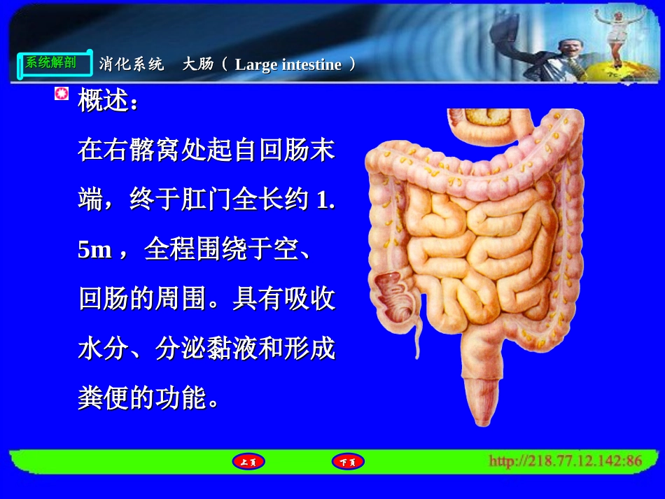 人体解剖 消化系统(大肠、消化腺)_第3页