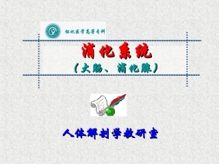 人体解剖 消化系统(大肠、消化腺)