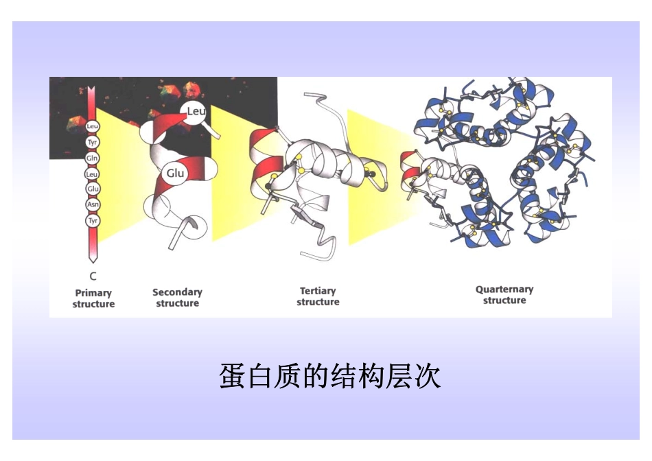蛋白质-1 [兼容模式]_第2页