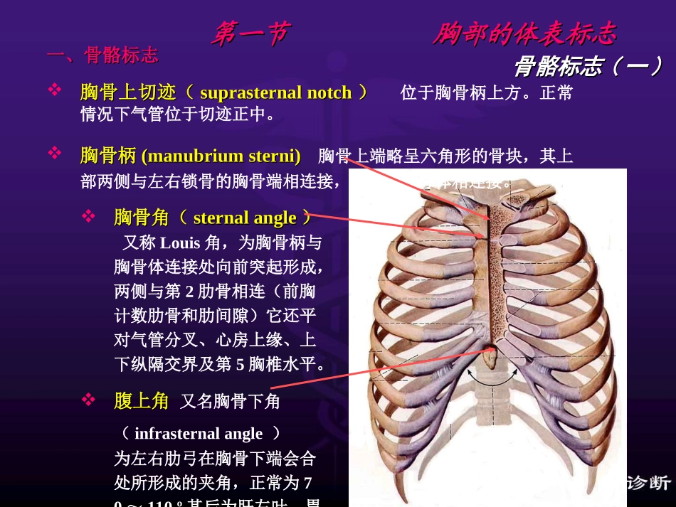 胸肺部(修改稿)_第3页