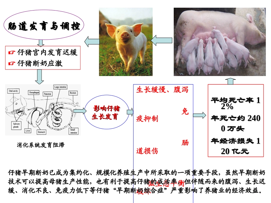 仔猪肠道健康及功能性饲料_第2页