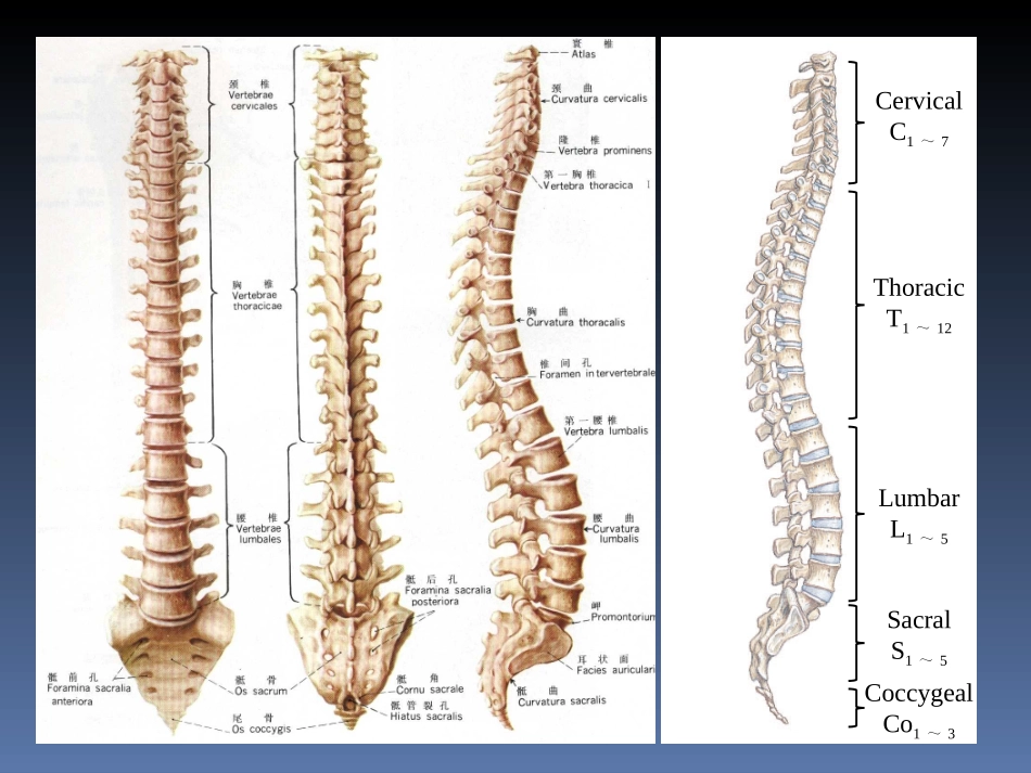 丁卫国02-躯干骨_第3页