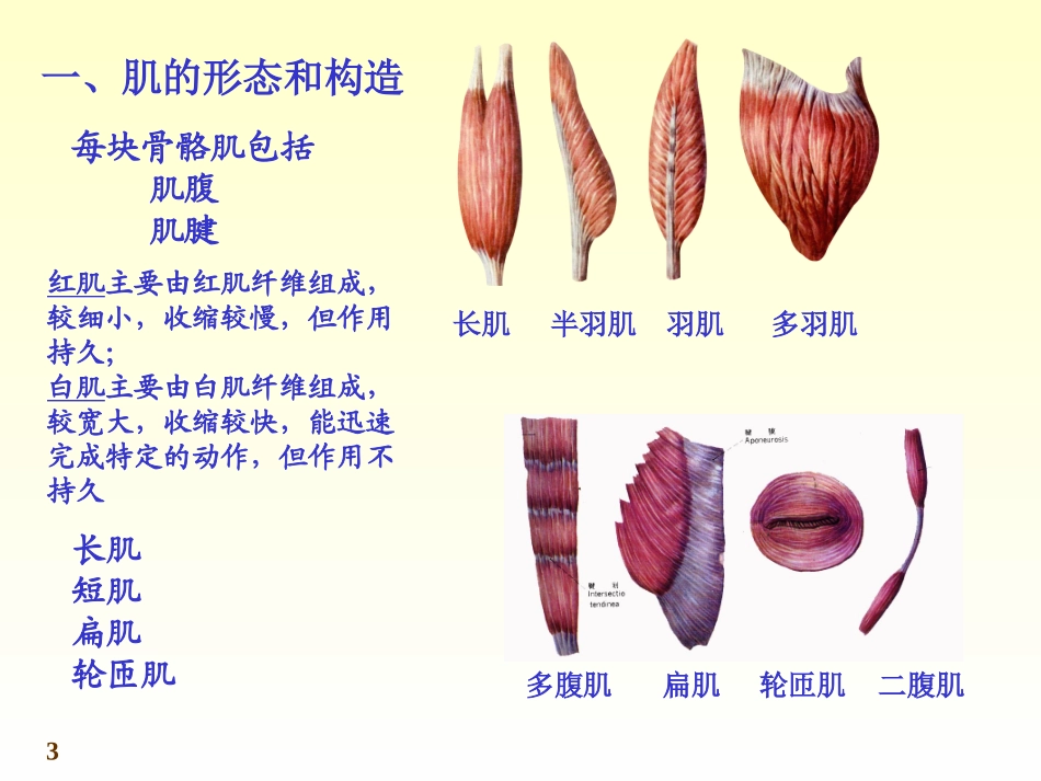 肌学和内脏学_第3页