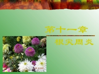 第十一章 根尖病