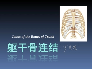 罗英瑾 01-04 躯干骨连结