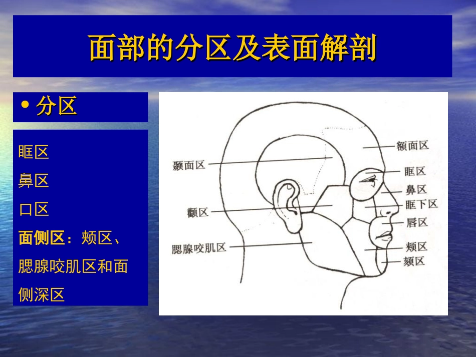 面部局部解剖_第3页