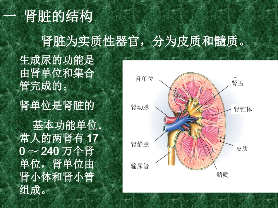 肾脏排泄功能_第3页