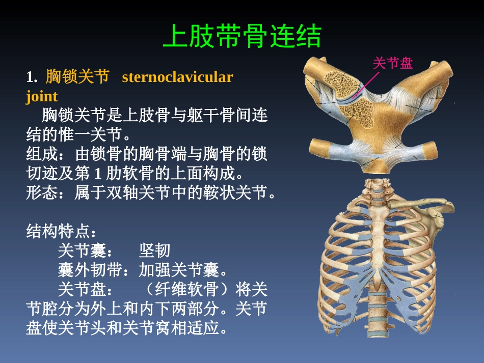 罗英瑾 01-05 四肢骨连结_第3页