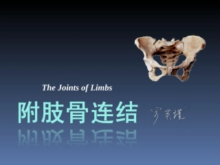 罗英瑾 01-05 四肢骨连结
