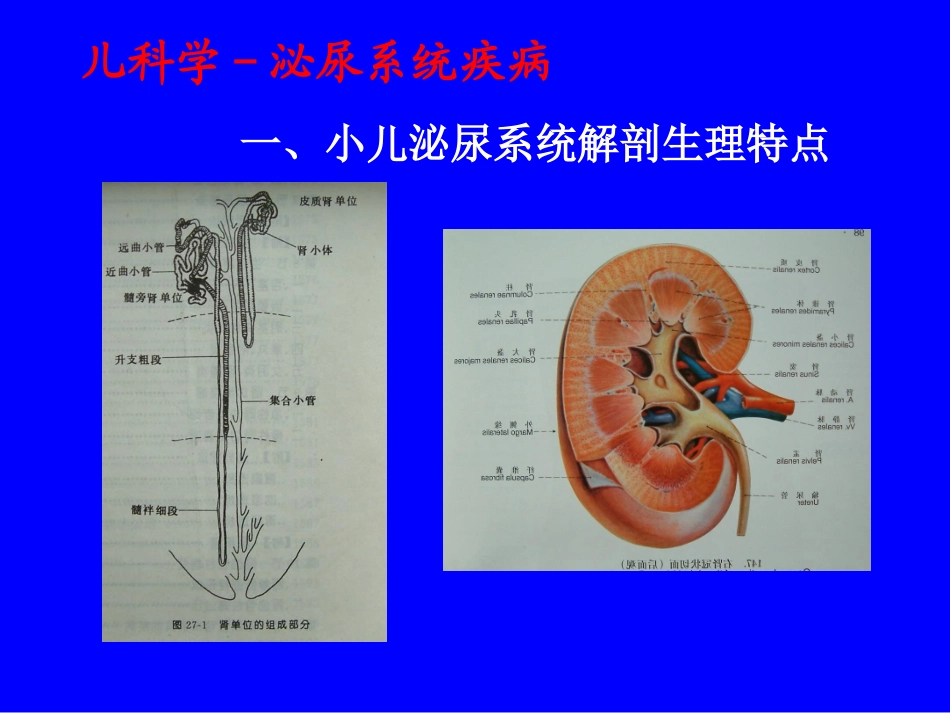 儿科学-泌尿系统疾病2007_第2页