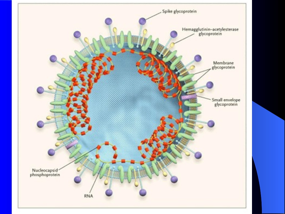 全的严重急性呼吸综合症1_第3页