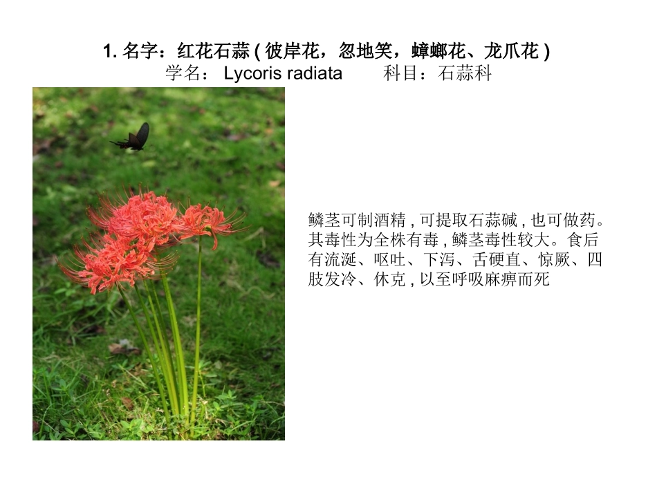 常见有毒植物_第3页