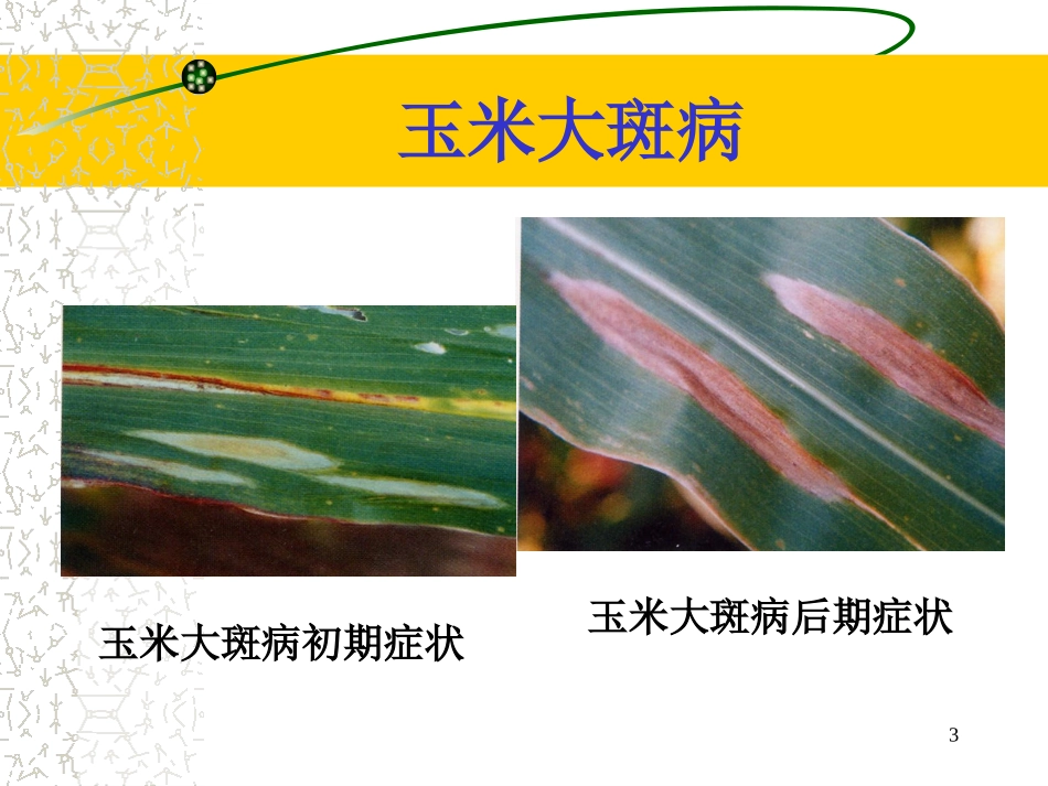 玉米病虫害防治(20081208修改)素材_第3页