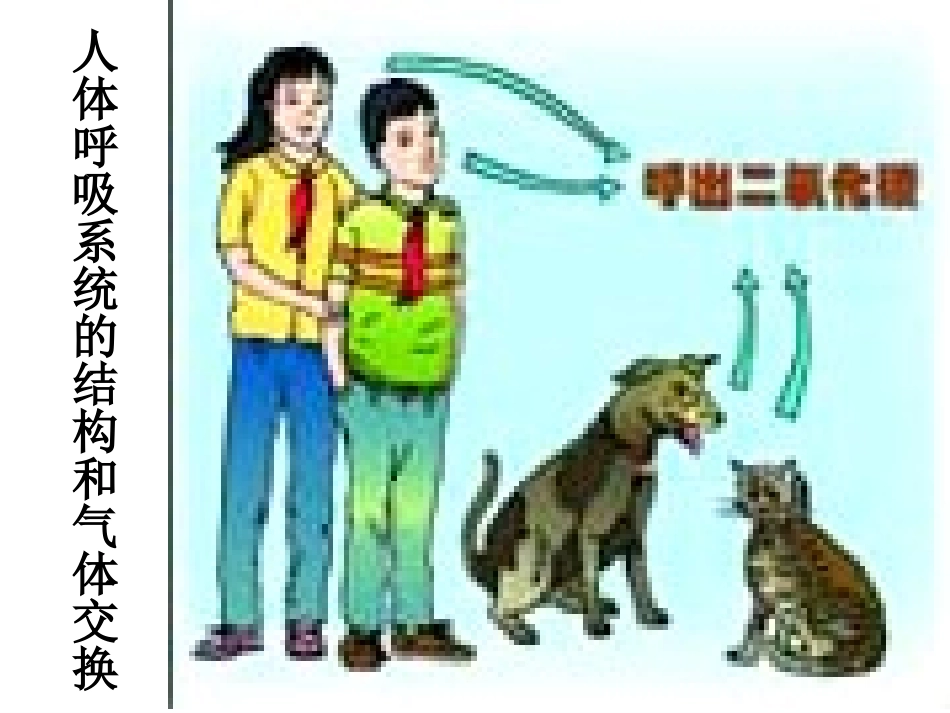 人体呼吸系统_第3页