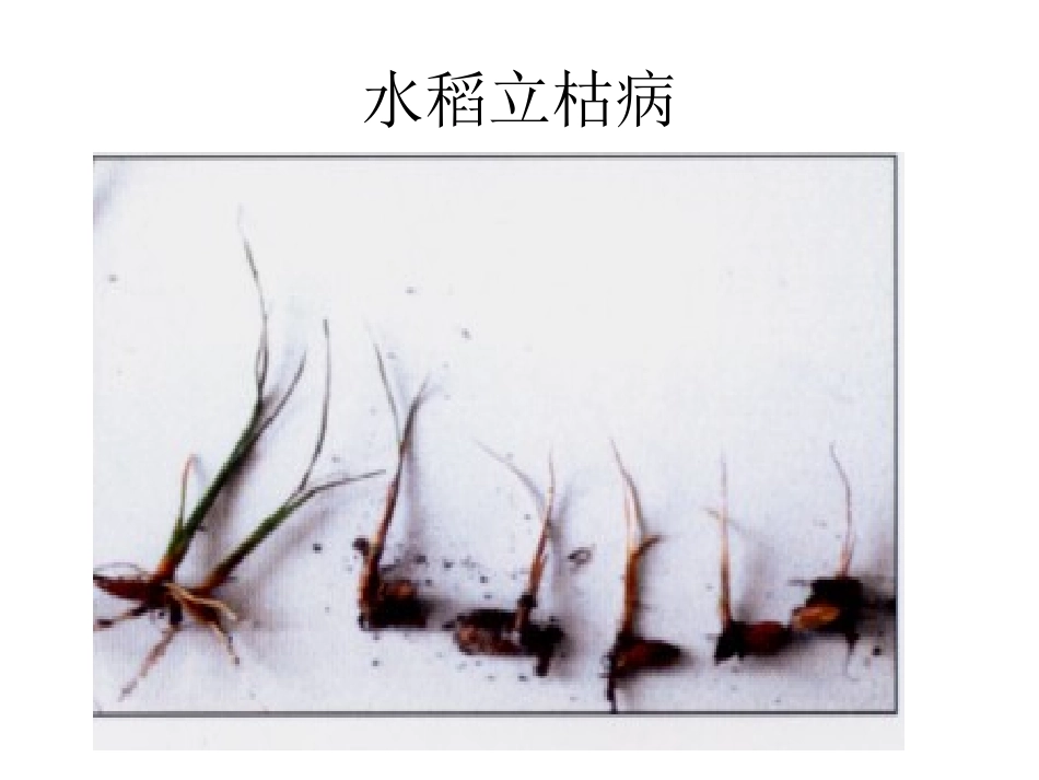 水稻病虫害防治_第3页