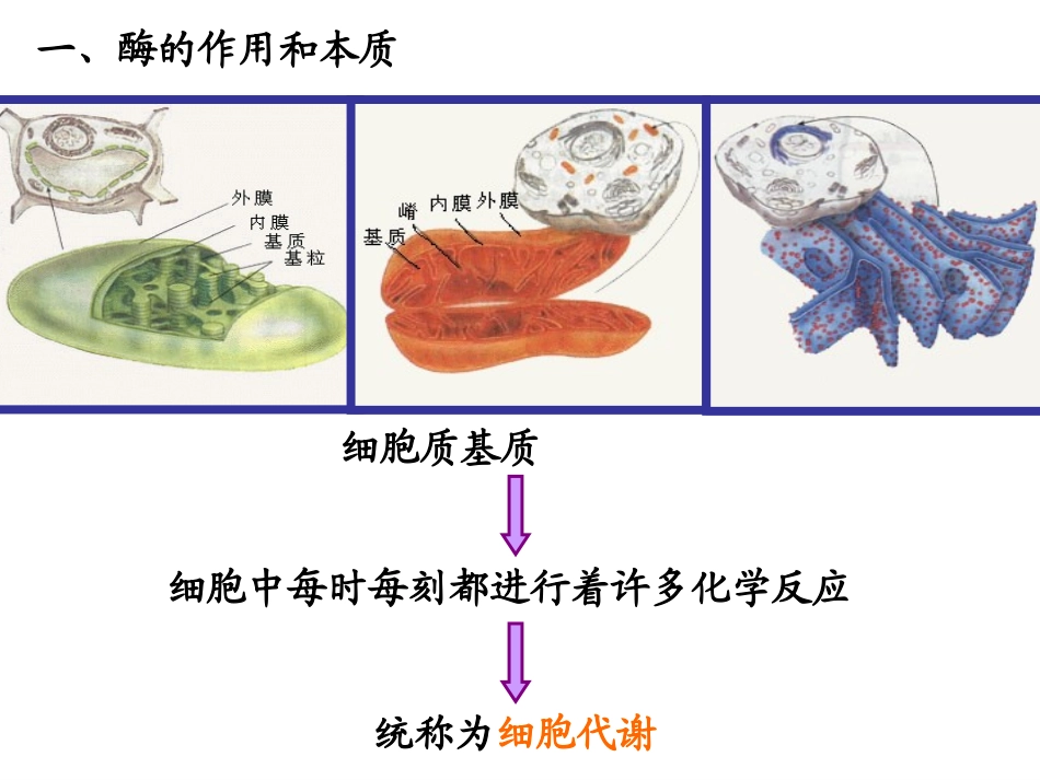 复习5-细胞的能量供应和利用_第2页