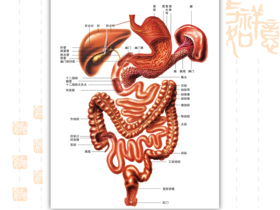 改善胃肠道的功能性食品_第3页