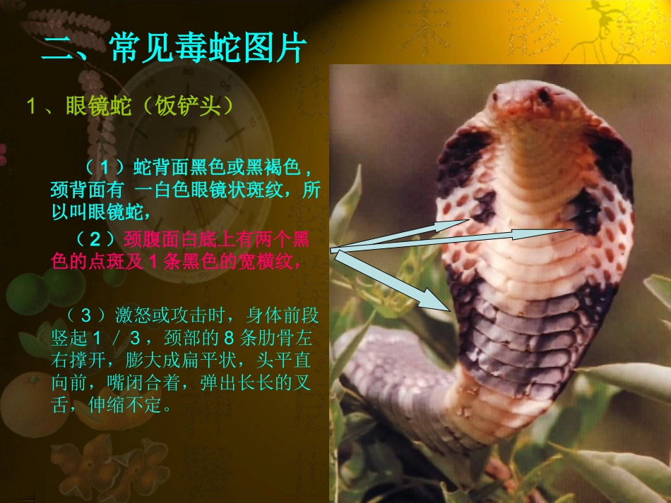 常见毒蛇的识别及处理_第3页
