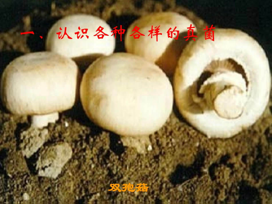 第三章 真菌_第2页