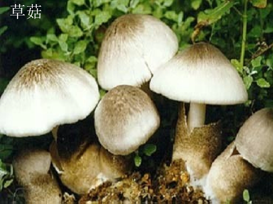 第三章 真菌_第3页