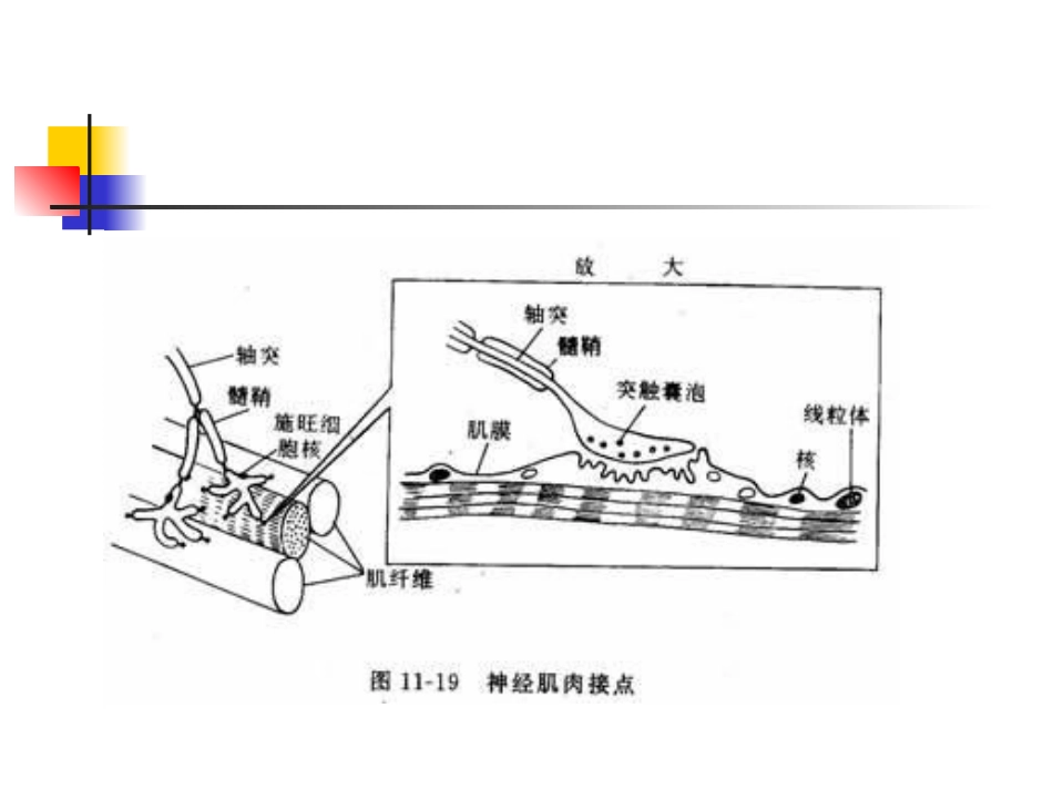 骨骼肌收缩及舒张_第3页