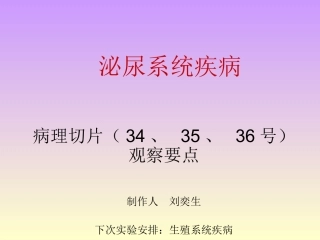 泌尿系统疾病(修正版)