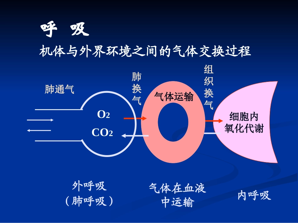 呼吸系统生理_第2页