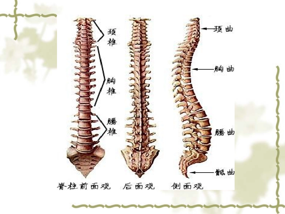 椎体压缩性骨折的教学查房_第3页