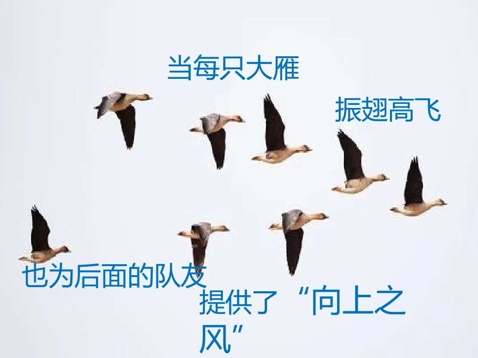 团队精神-大雁精神_第2页