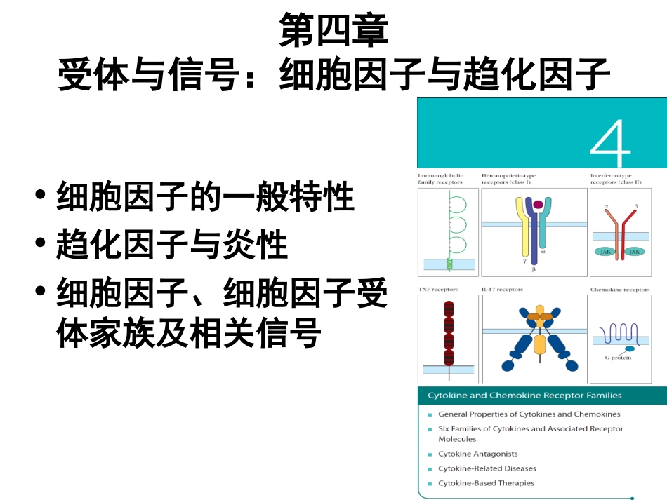 免疫学-第4章-受体与信号：细胞因子与趋化因子_第2页