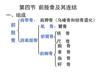 前肢骨及其连结
