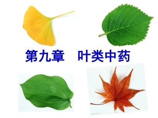 《花叶类药材》ppt件
