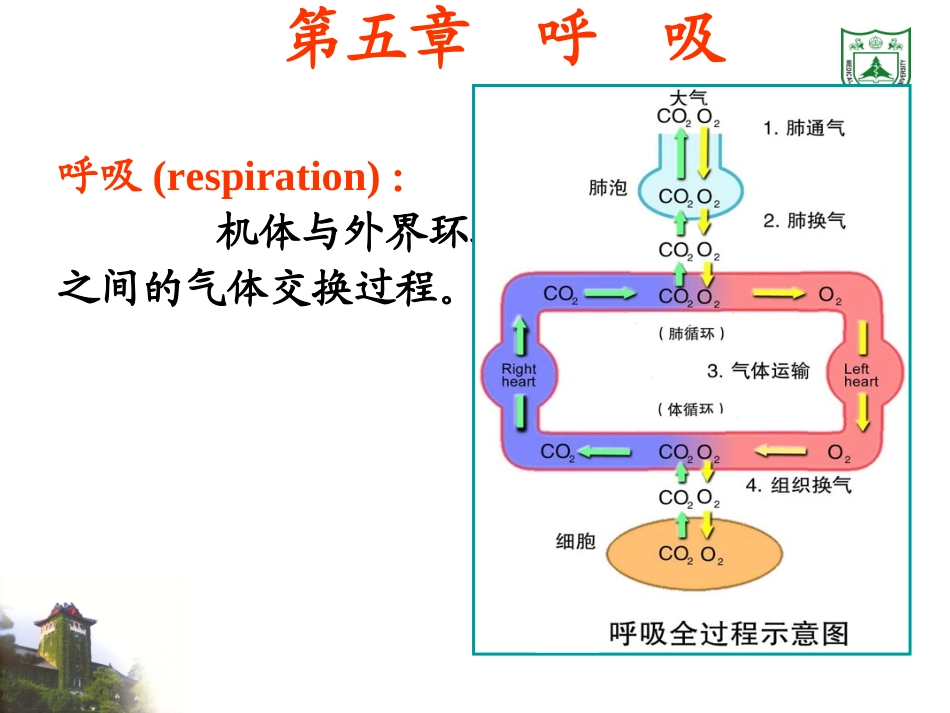 生理学课件 呼吸_第1页
