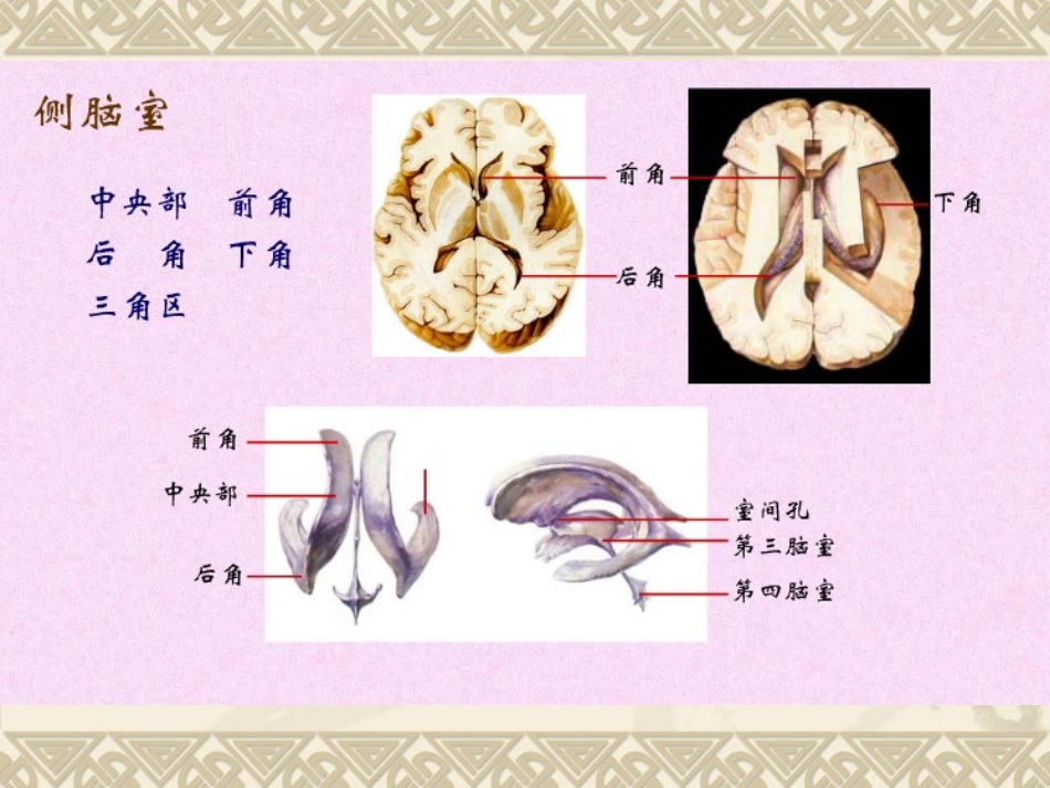 脑室与脑池解剖_第3页