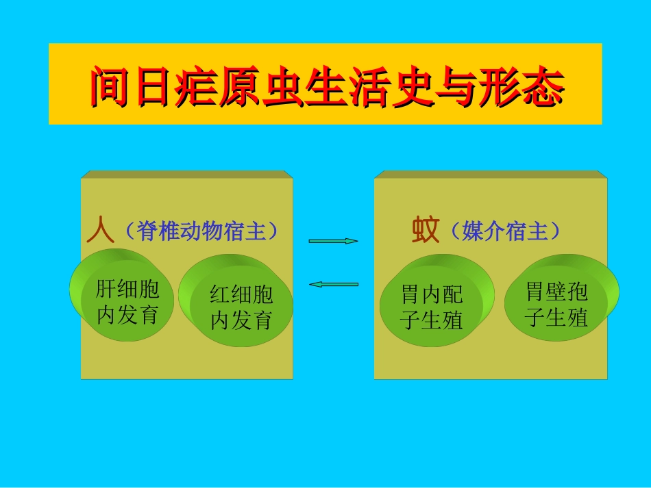 疟原虫生活史_第3页