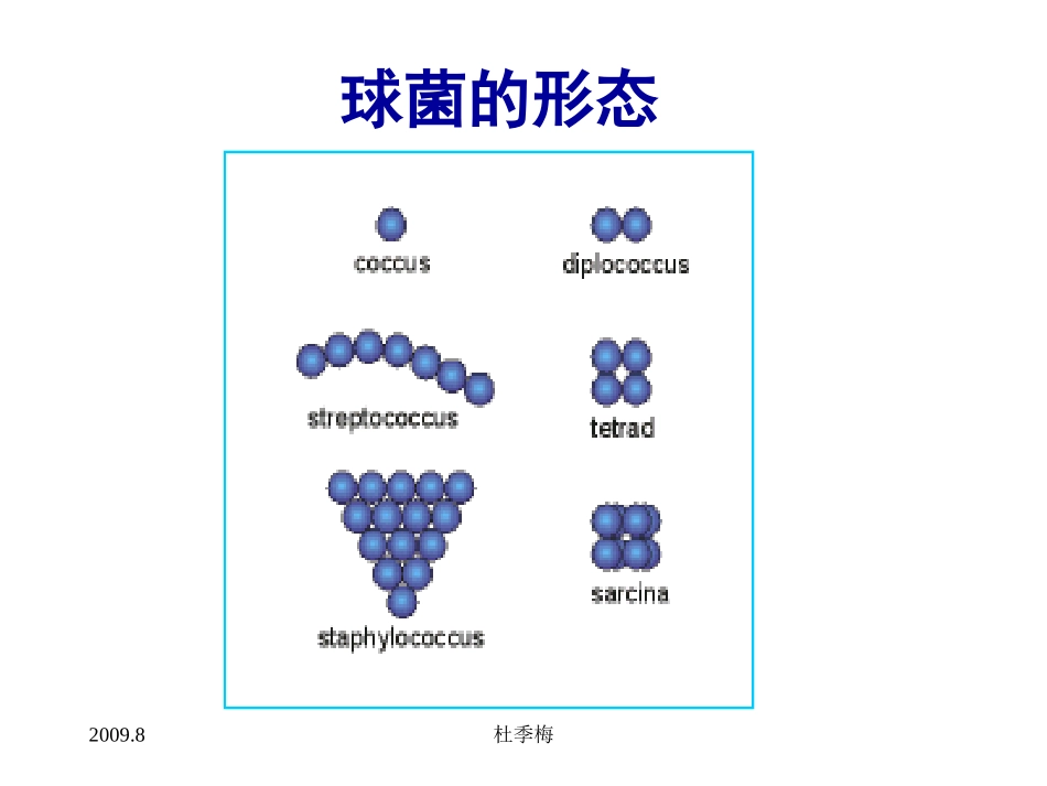 球菌实验图片课件_第2页