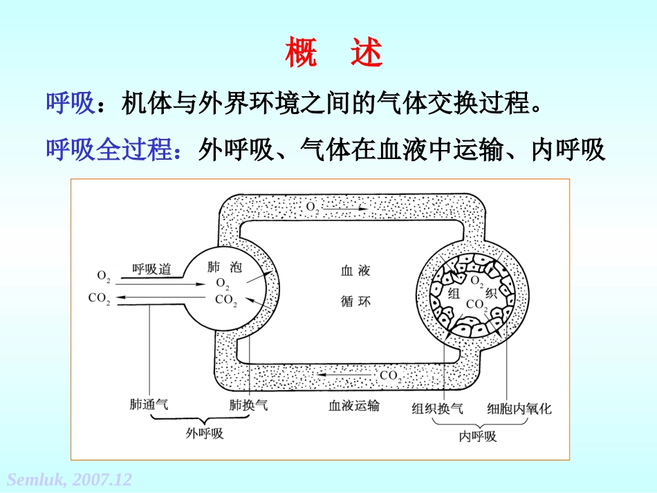 第五章 呼吸-2_第2页