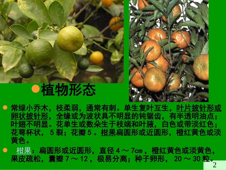 果实种子类中药-2_第2页