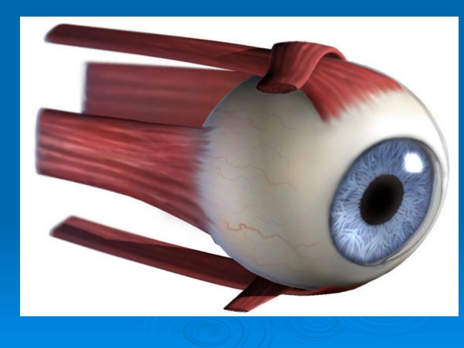 视觉障碍的医学基础_第2页