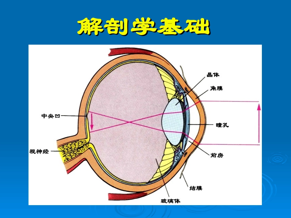 视觉障碍的医学基础_第3页