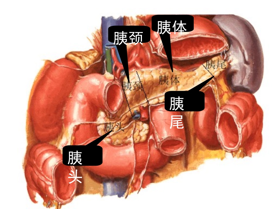 内分泌学.pptx_第2页