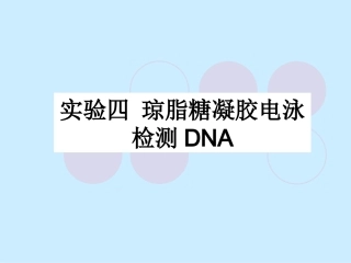 实验4-琼脂糖凝胶电泳检测DNA-2010