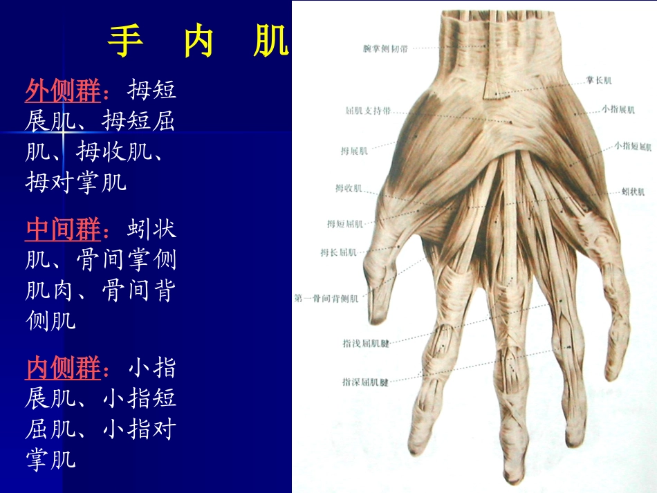 手外伤及断肢(指)再植_第3页