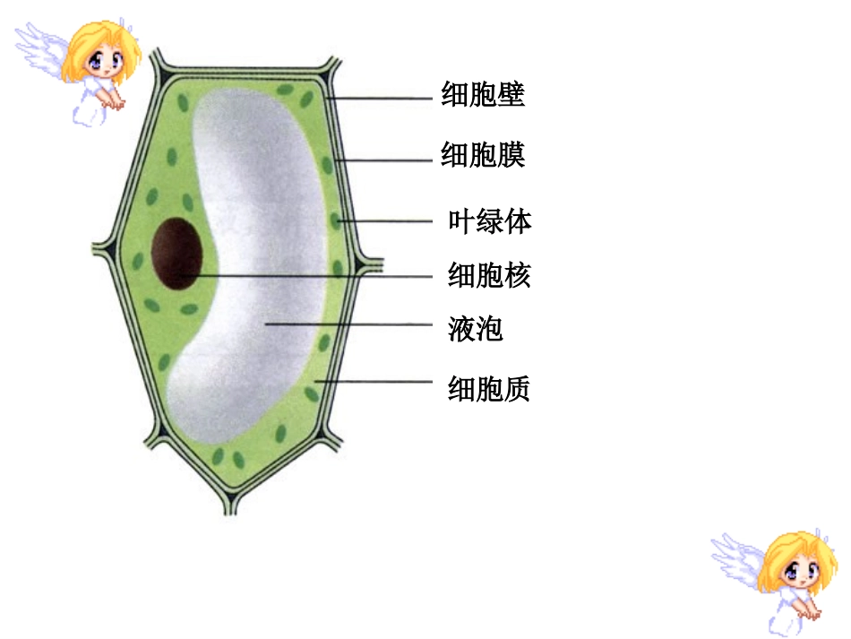 细胞分裂和分化_第1页